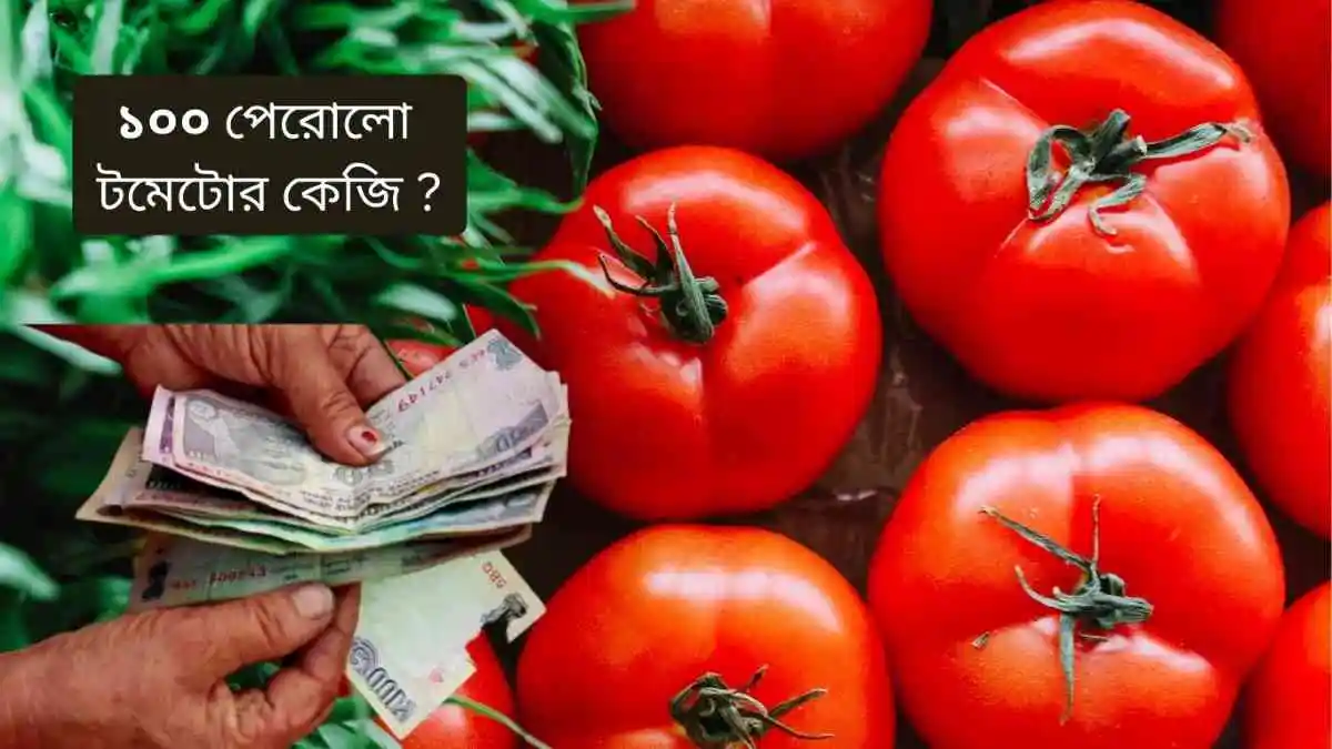 tomato price hike